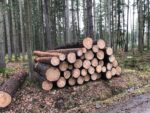 Ein Stapel Holzstämme liegt im Wald.