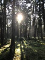 Sonnenschein im Wald